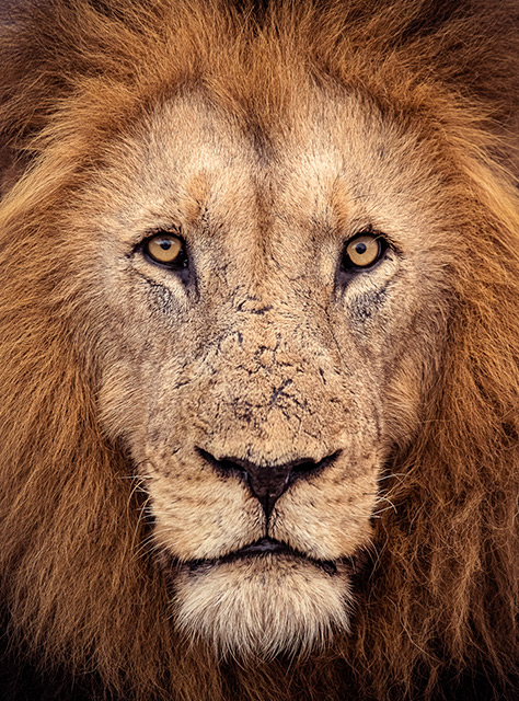 lion