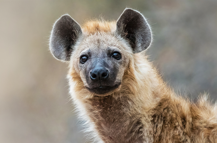 hyena